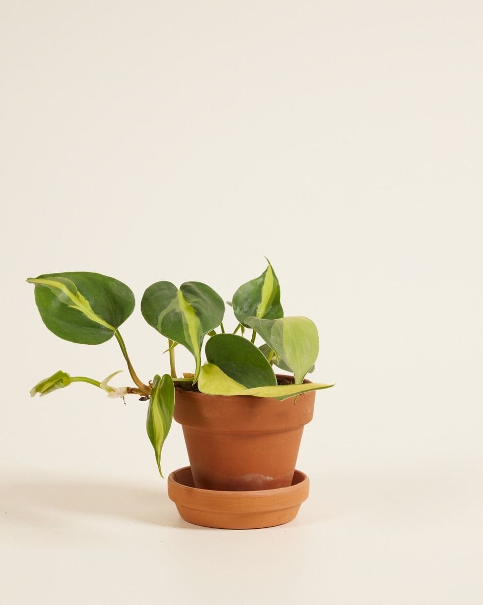 Baby Philodendron Brasil
