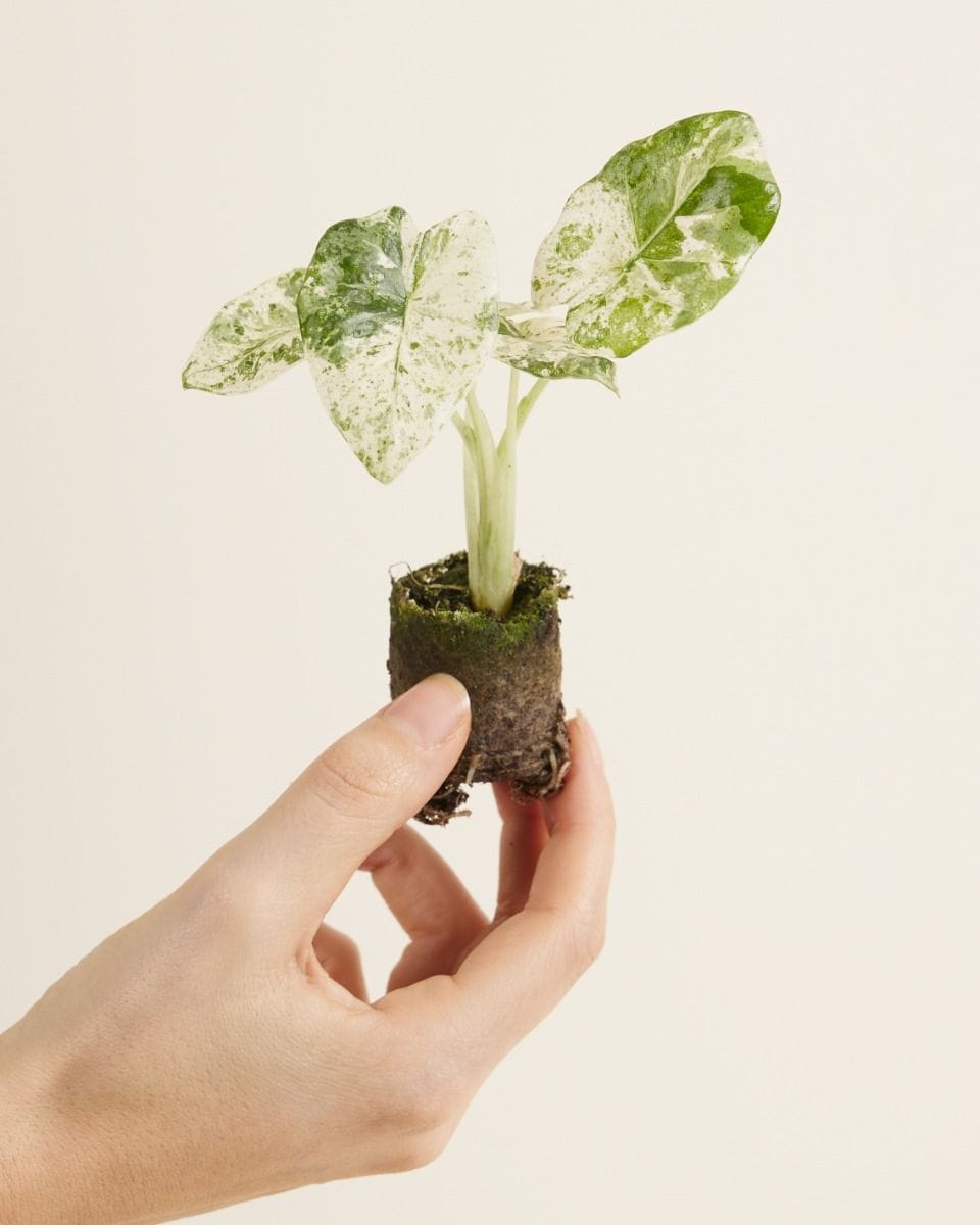 Baby Alocasia Elephant Ears Macrorrhiza Splash