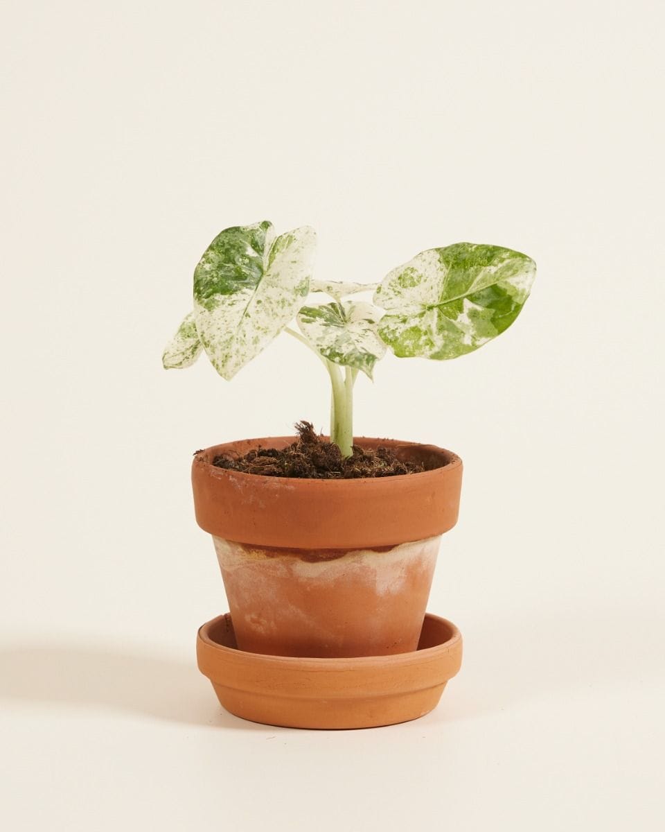 Baby Alocasia Elephant Ears Macrorrhiza Splash