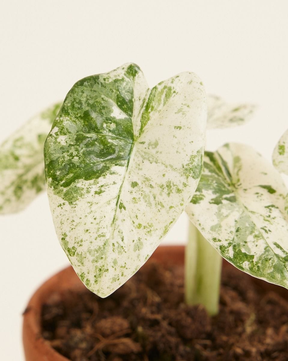 Baby Alocasia Elephant Ears Macrorrhiza Splash