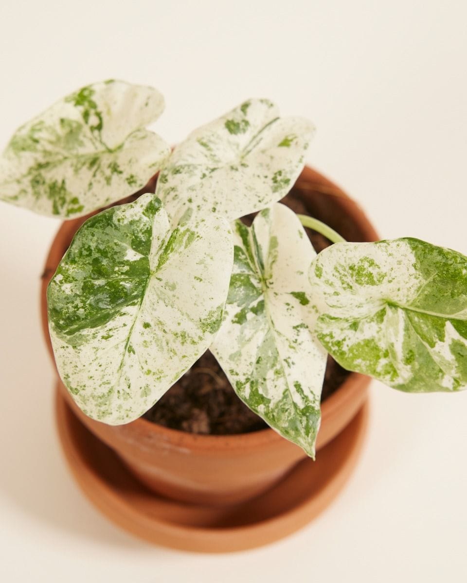 Baby Alocasia Elephant Ears Macrorrhiza Splash
