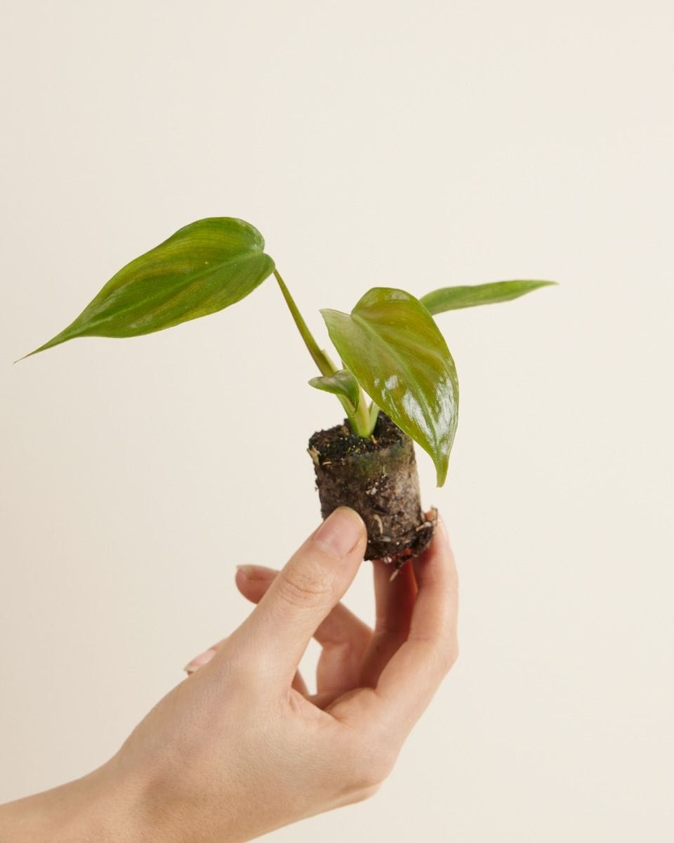 Baby Philodendron Tripartitum