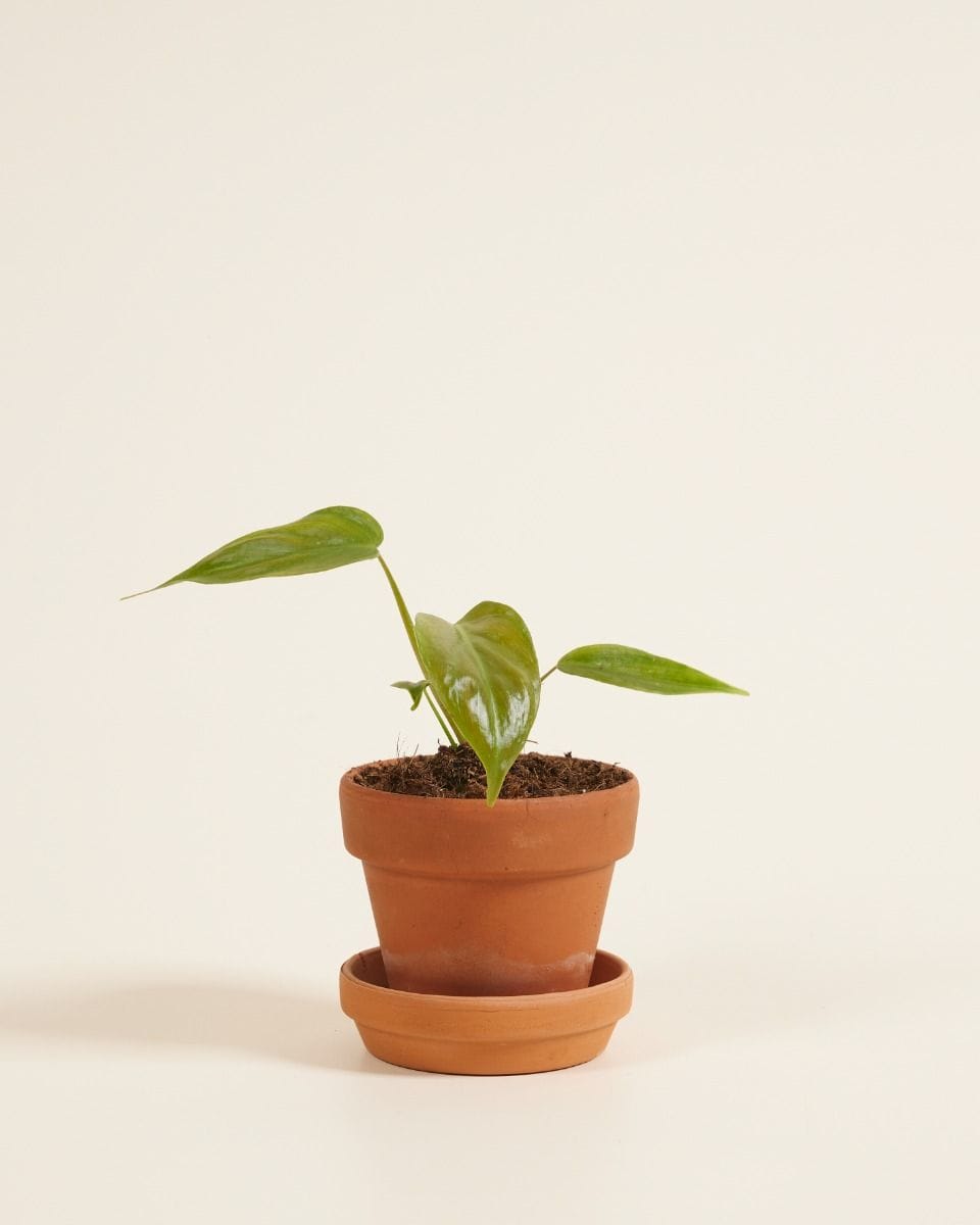 Baby Philodendron Tripartitum