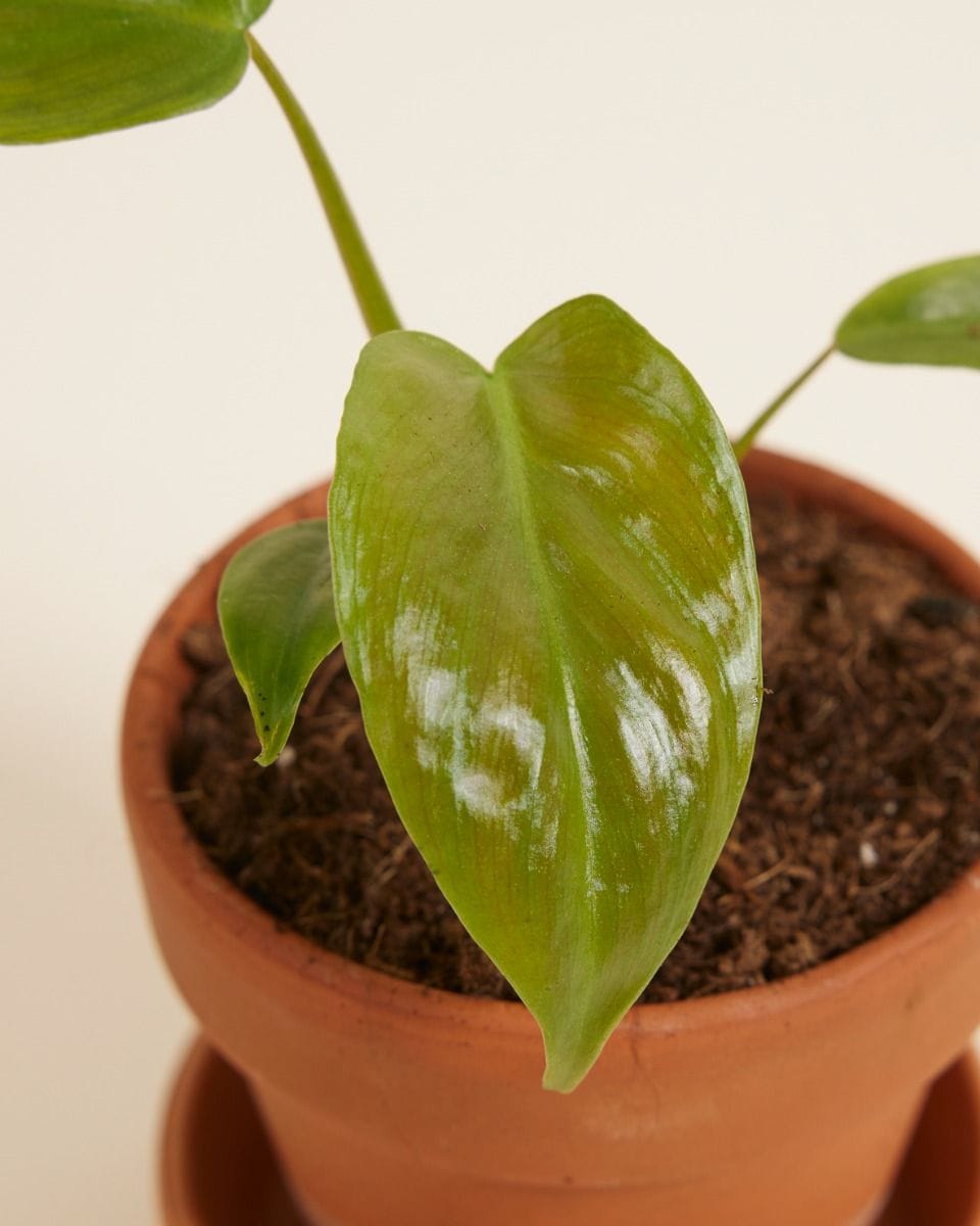 Baby Philodendron Tripartitum