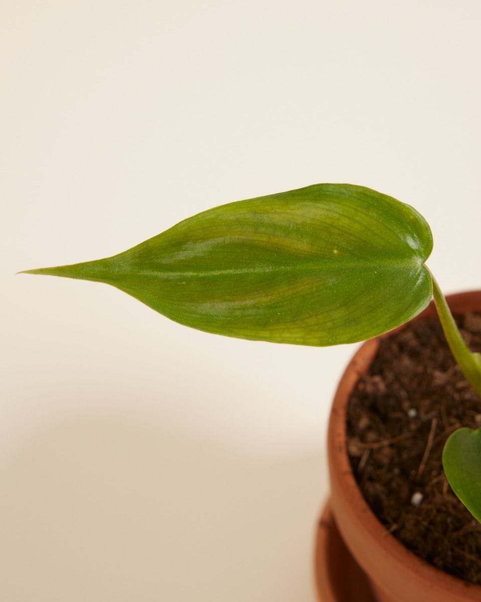 Baby Philodendron Tripartitum