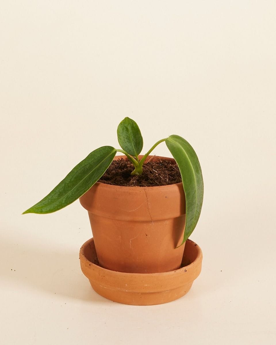 Bebé Anthurium Queen Anthurium Warocqueanum