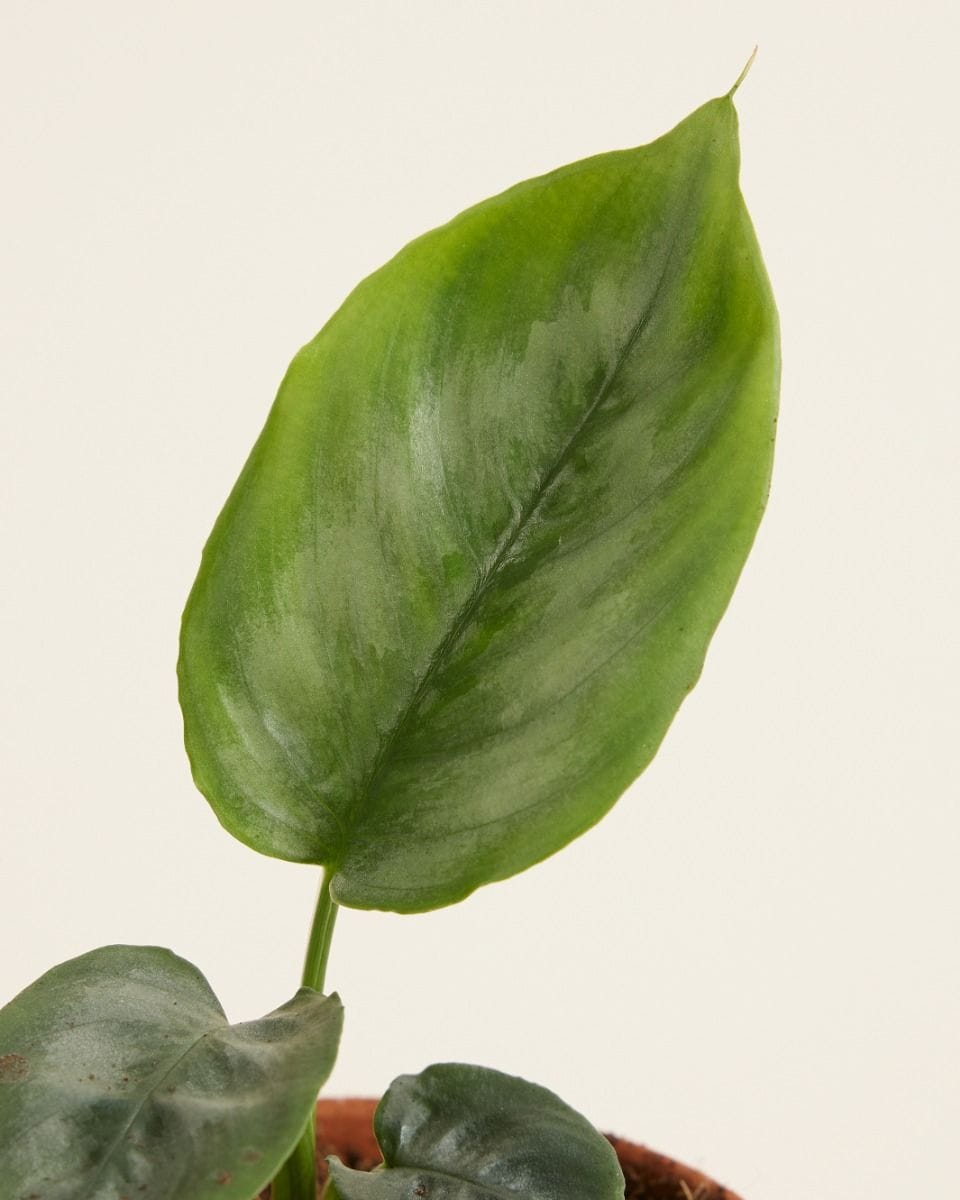 Baby Schismatoglottis Silver Borneo