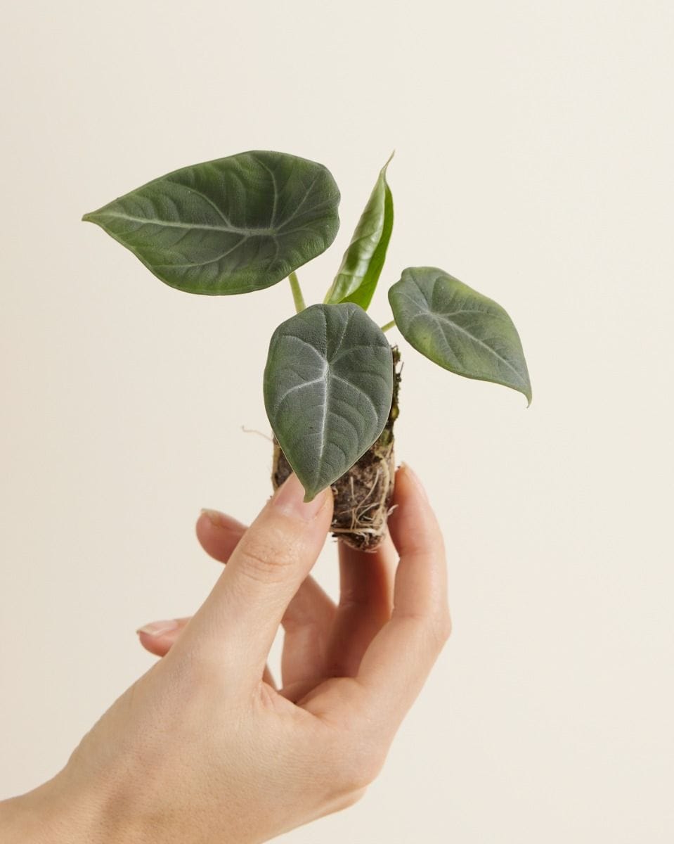 Bebé Alocasia Elephant Ears 'Grey Dragon' Maharani