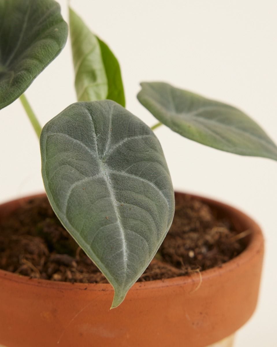 Bebé Alocasia Elephant Ears 'Grey Dragon' Maharani