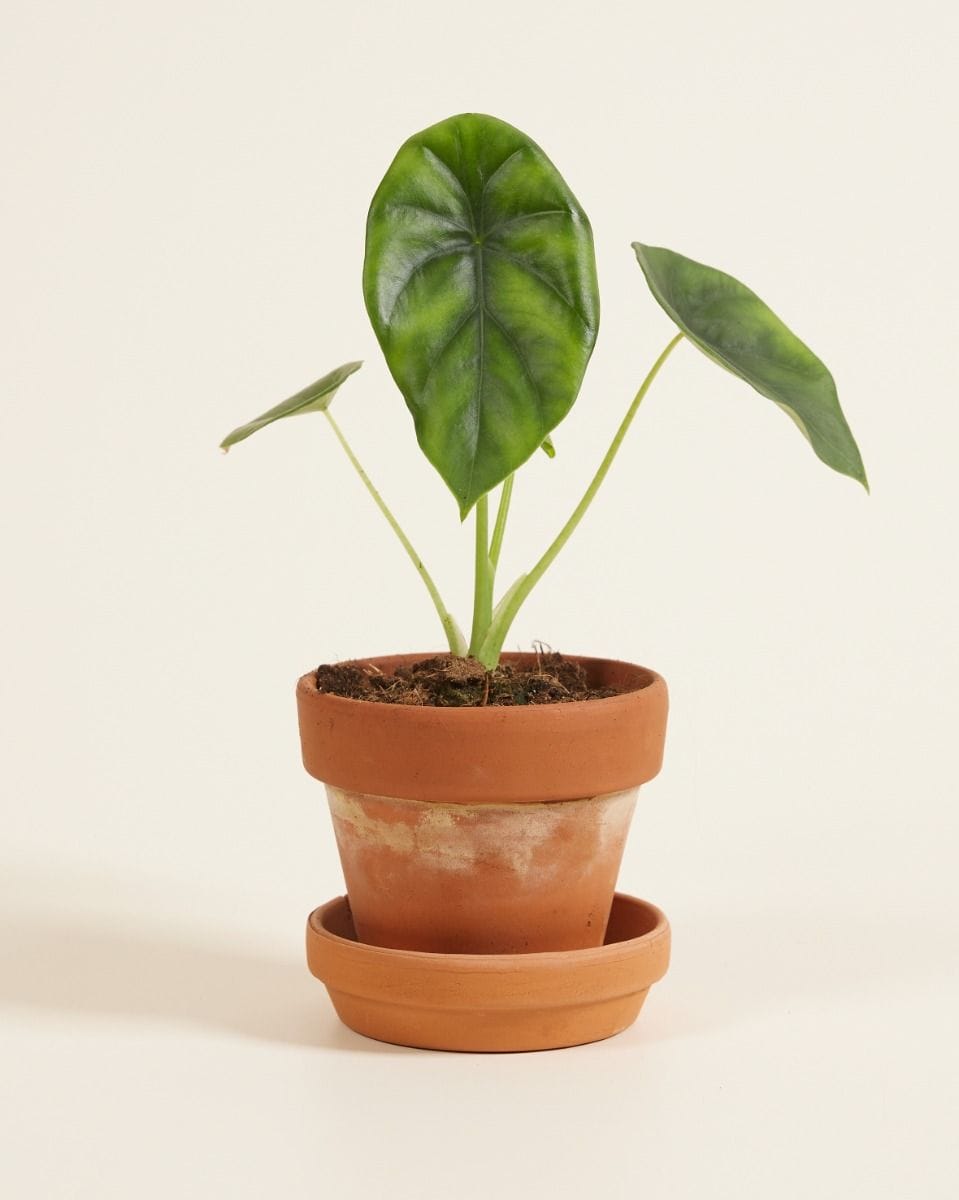Bebé Alocasia Elephant Ears Clypeolata Green Shield