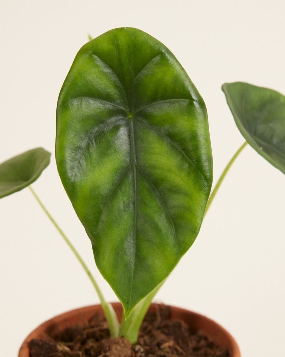 Bebé Alocasia Elephant Ears Clypeolata Green Shield