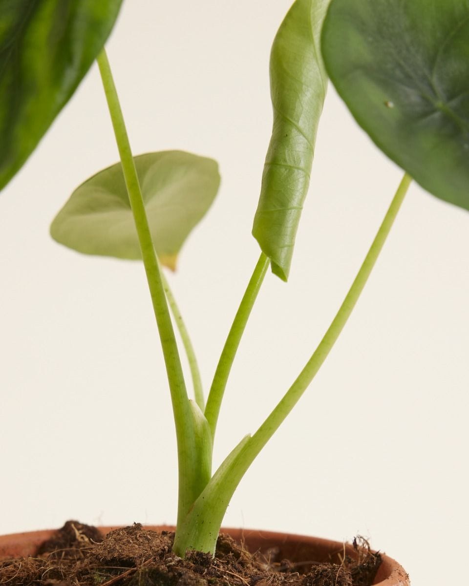 Bebé Alocasia Elephant Ears Clypeolata Green Shield