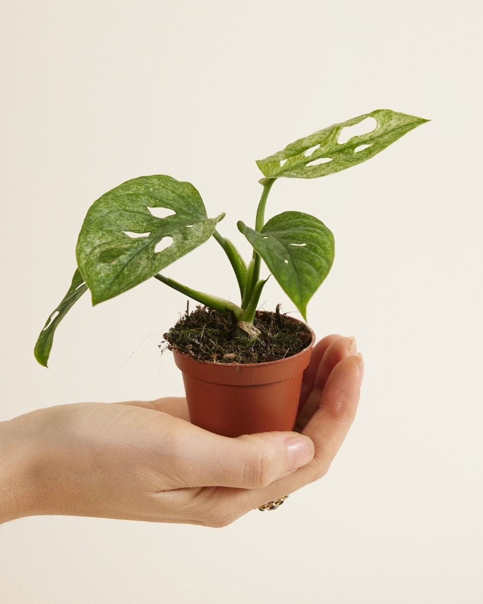 Bebé Monstera Adansonii Mint
