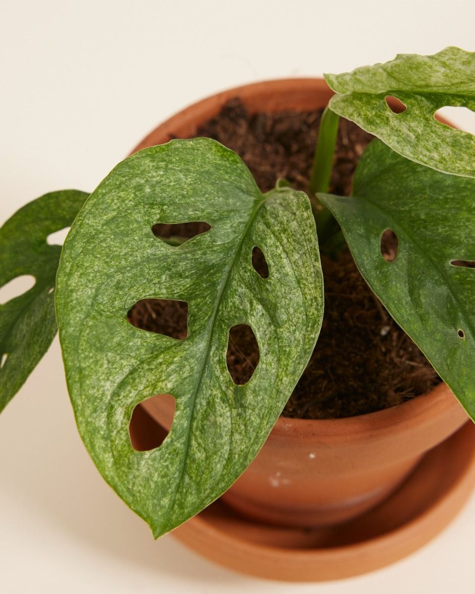 Bebé Monstera Adansonii Mint