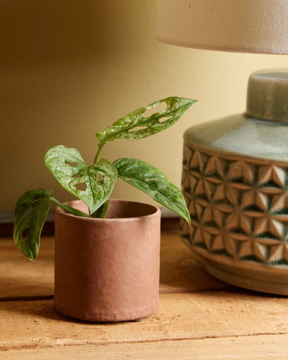 Bebé Monstera Adansonii Mint