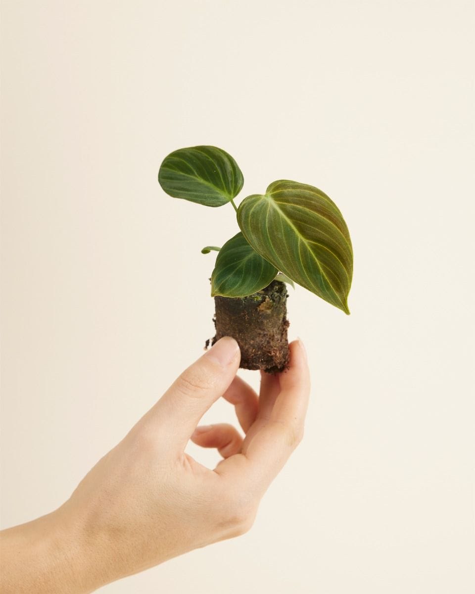 Baby Philodendron Baumfreund El Choco Red