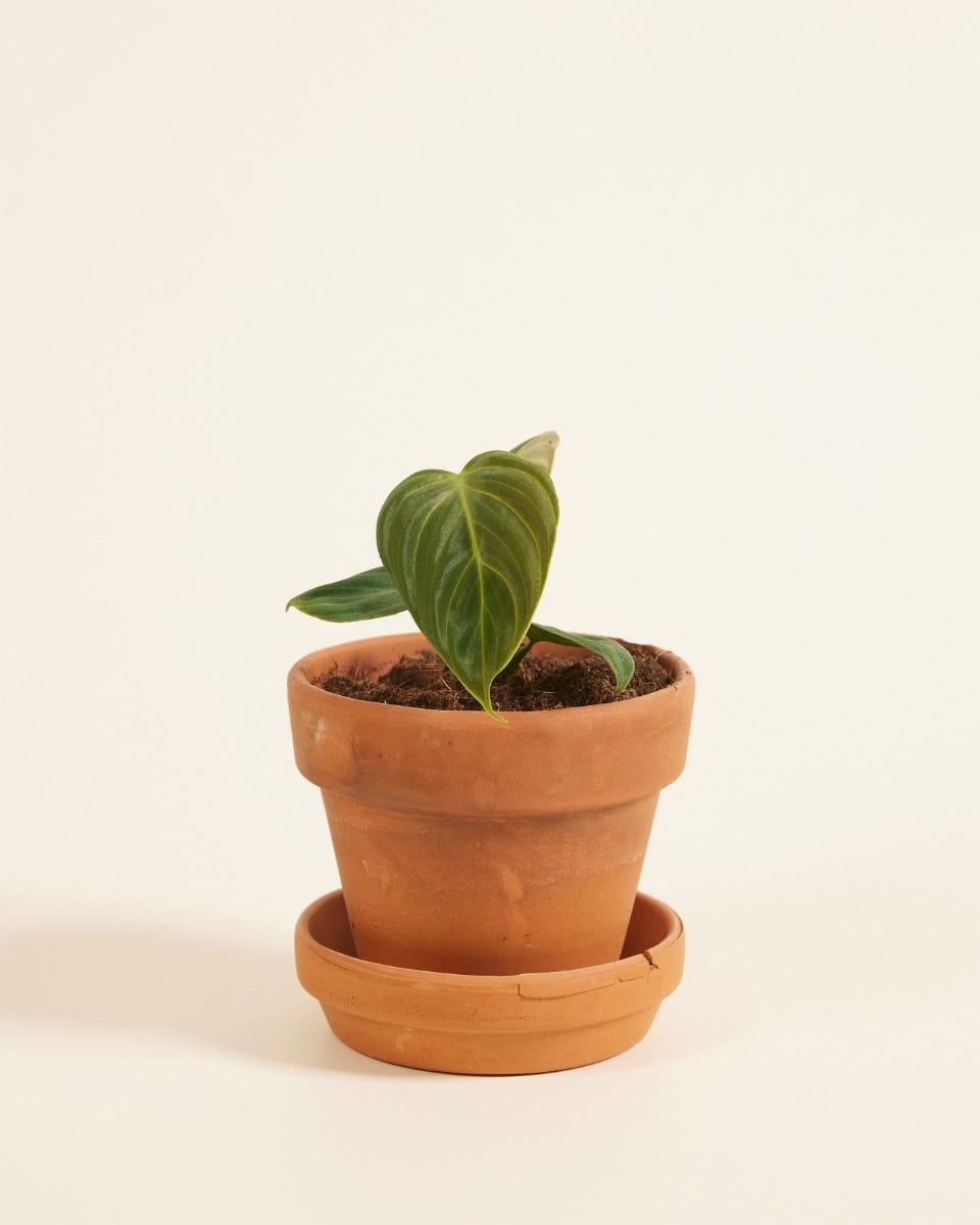 Baby Philodendron Baumfreund El Choco Red