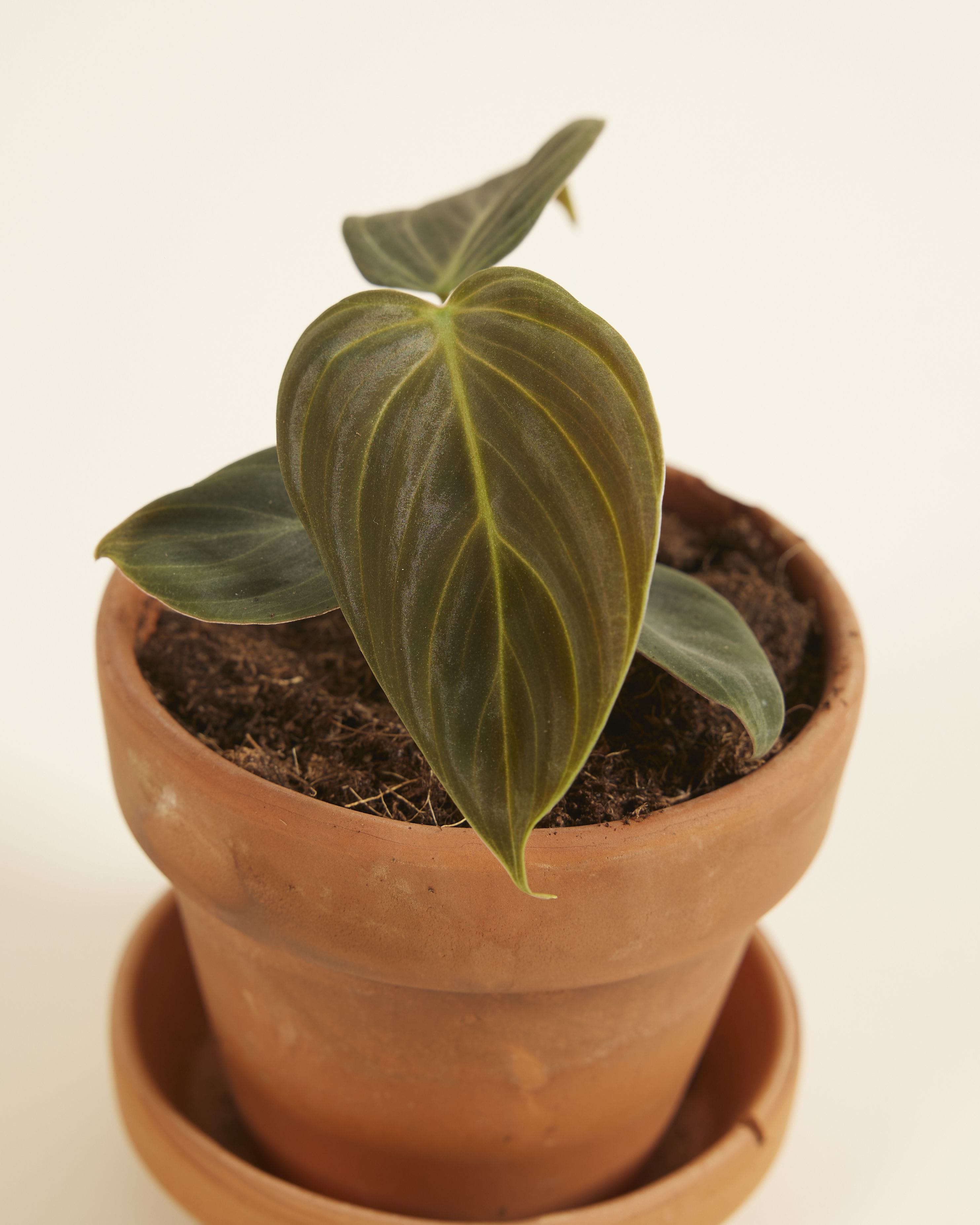 Baby Philodendron El Choco Red