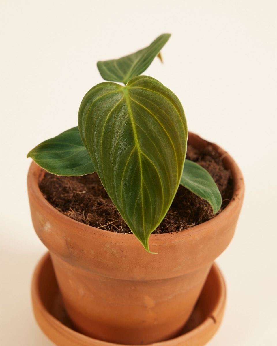 Baby Philodendron Baumfreund El Choco Red