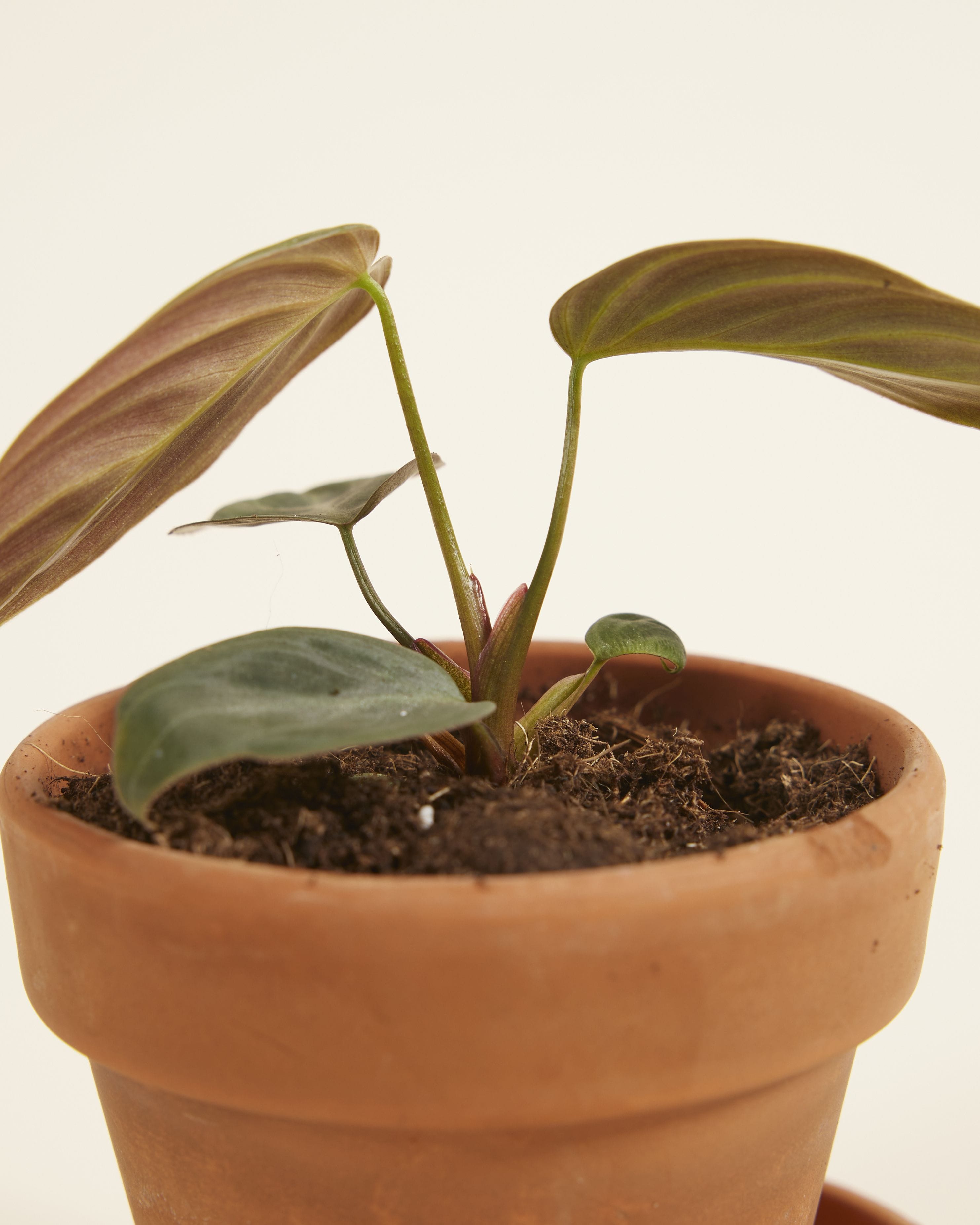 Baby Philodendron El Choco Red