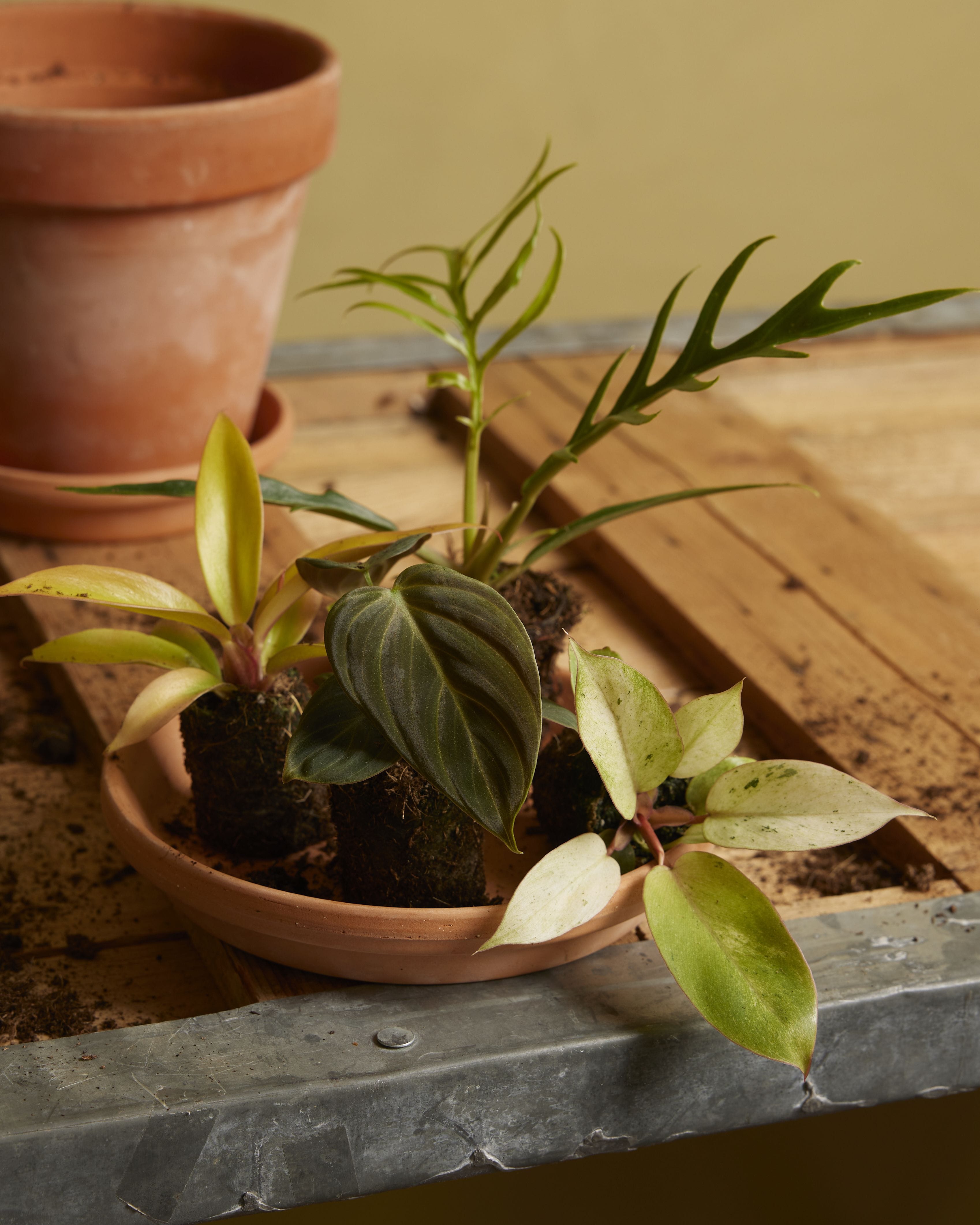 Baby Philodendron El Choco Red
