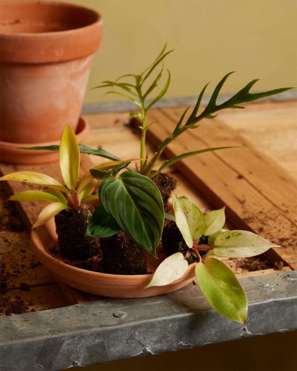 Baby Philodendron Baumfreund El Choco Red