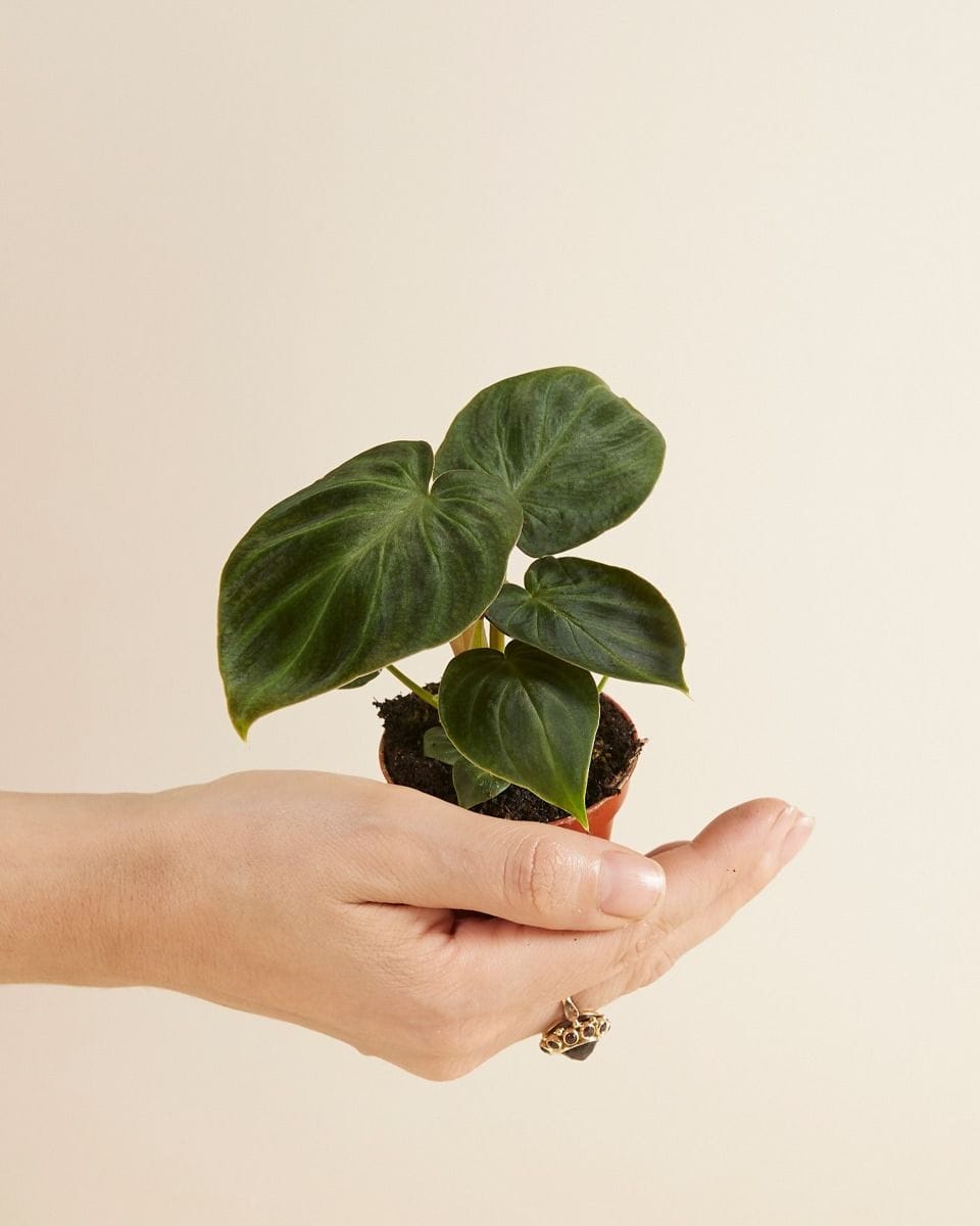 Bebé Philodendron Verrucosum
