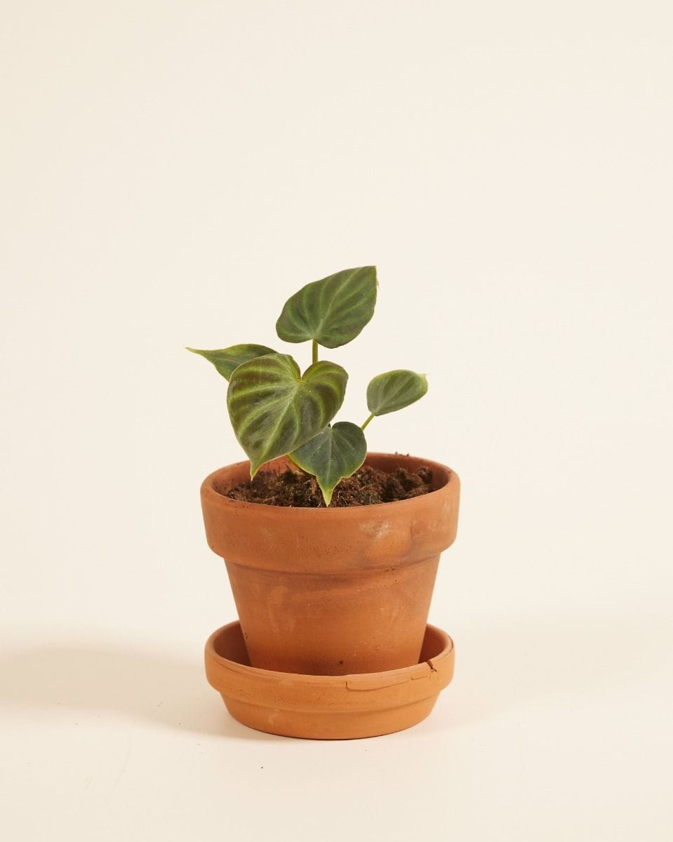 Bebé Philodendron Verrucosum