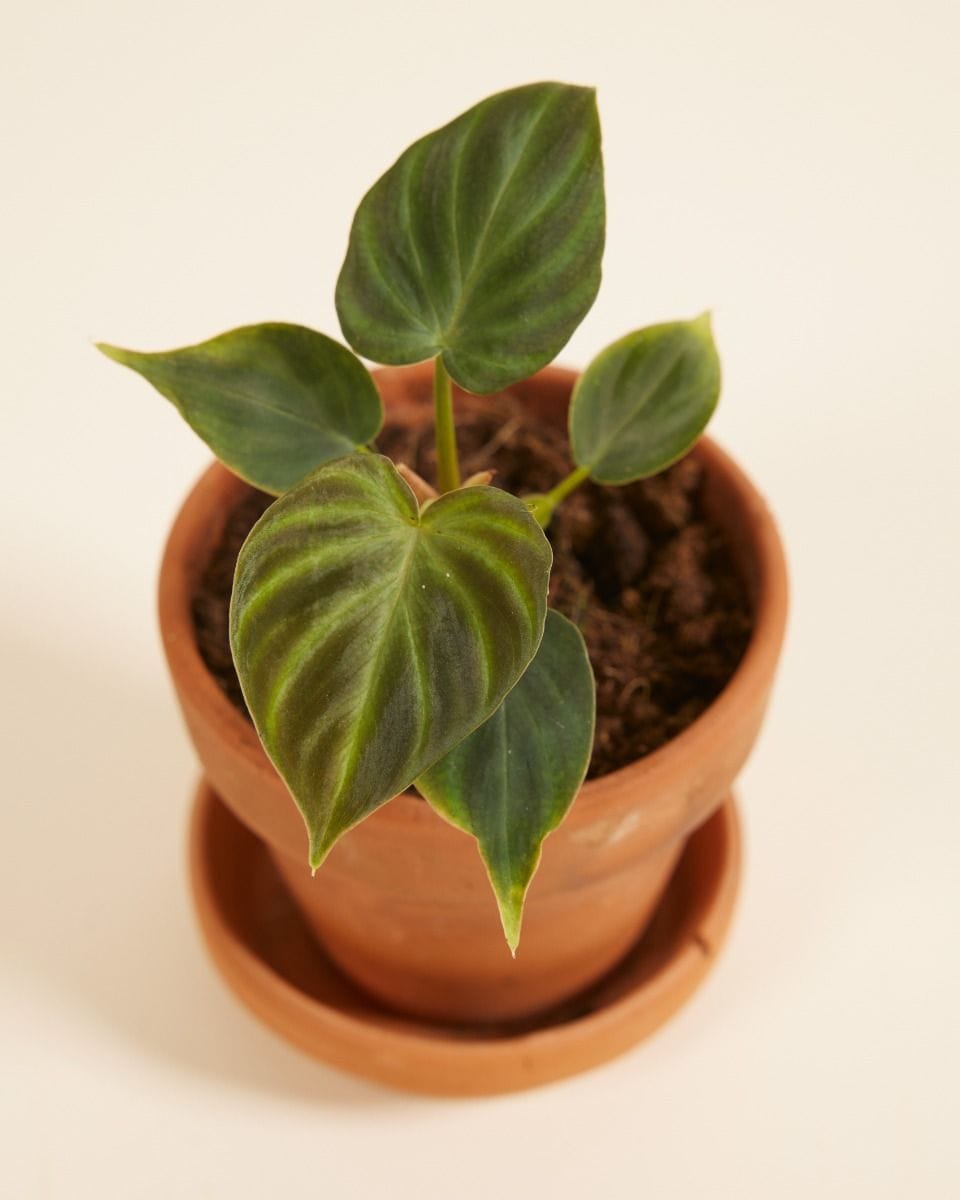 Bebé Philodendron Verrucosum