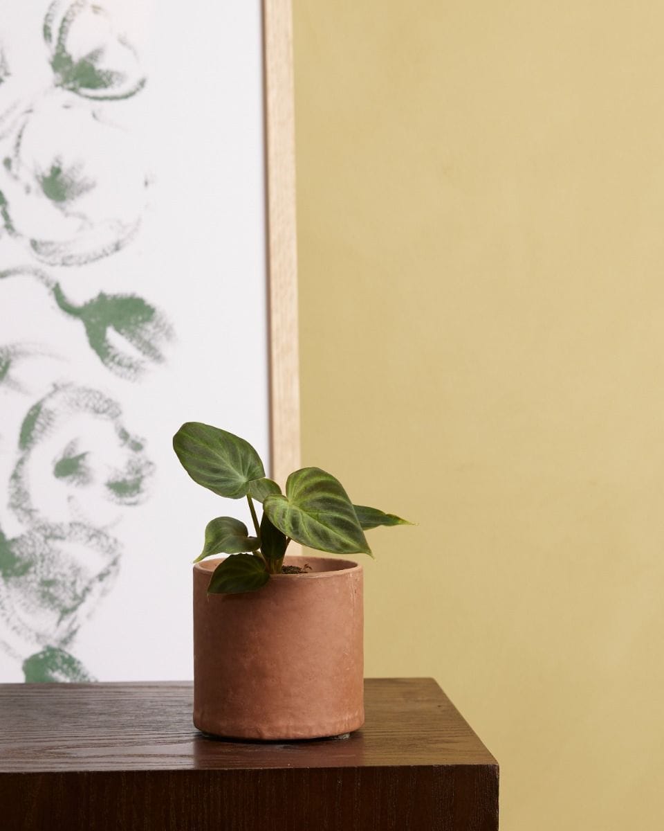 Bebé Philodendron Verrucosum
