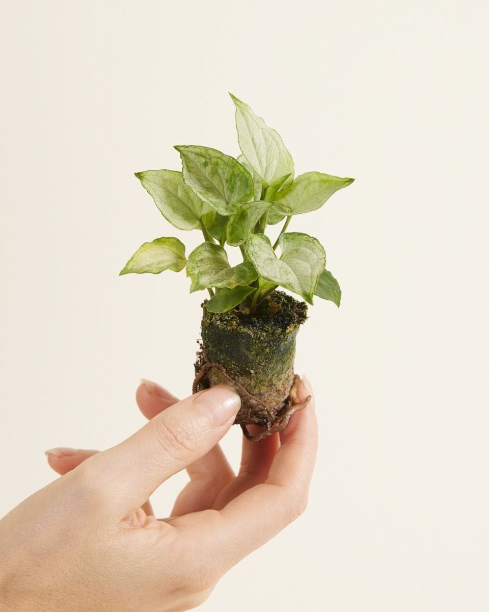 Baby Syngonium Arrowhead Mouse Ears