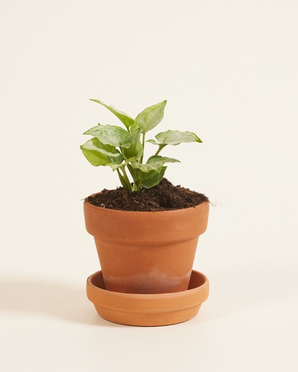 Baby Syngonium Arrowhead Mouse Ears
