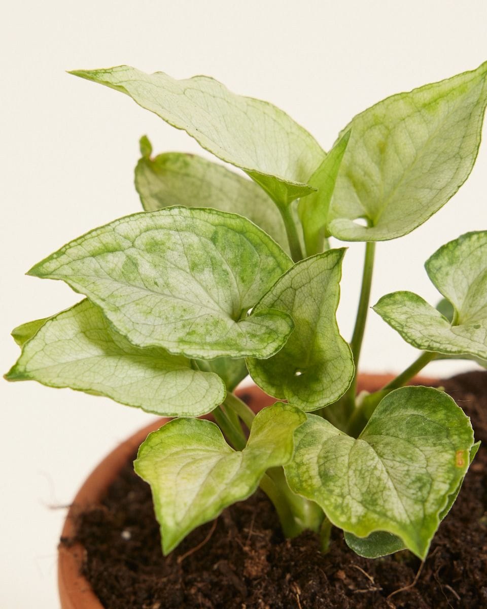 Baby Syngonium Arrowhead Mouse Ears