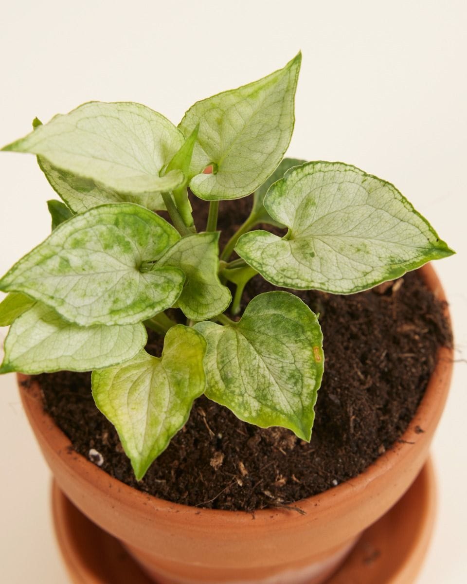 Baby Syngonium Arrowhead Mouse Ears