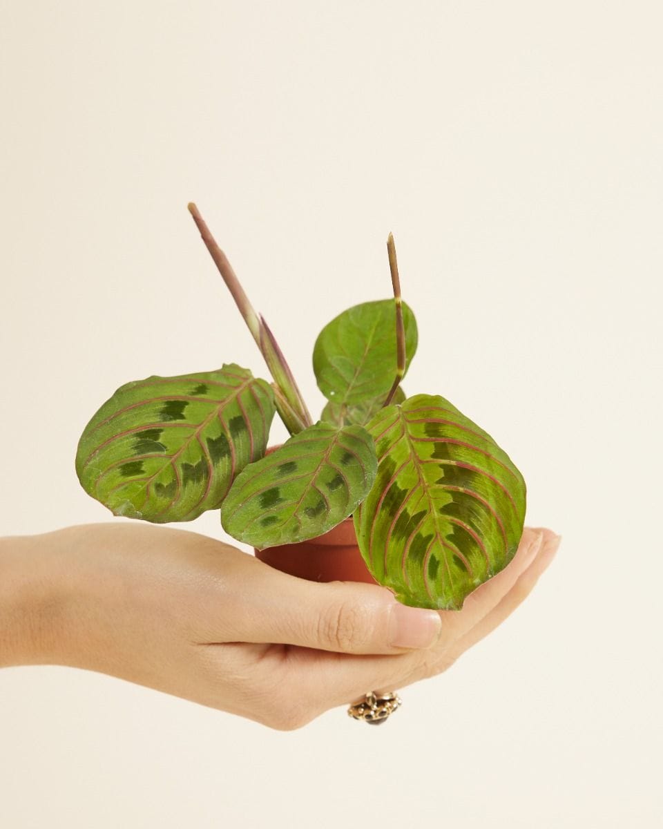 Bebé Maranta Leuconeura Fascinator