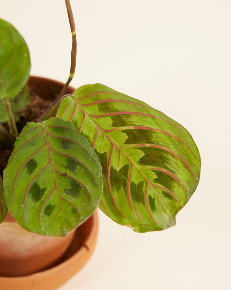 Bebé Maranta Leuconeura Fascinator