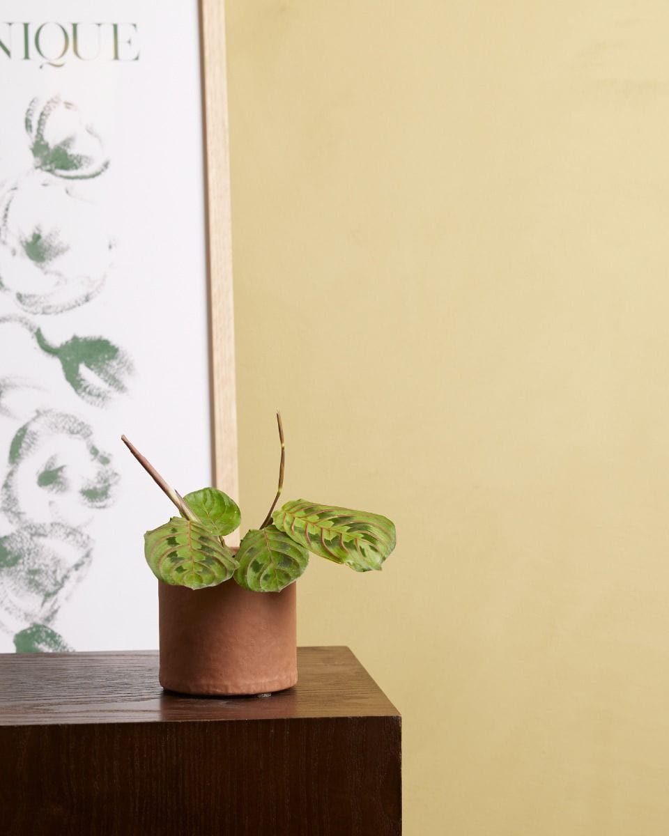 Bebé Maranta Leuconeura Fascinator