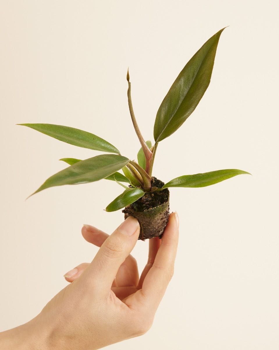 Bebé Philodendron Bipinnatifidum ‘Choco Empress’