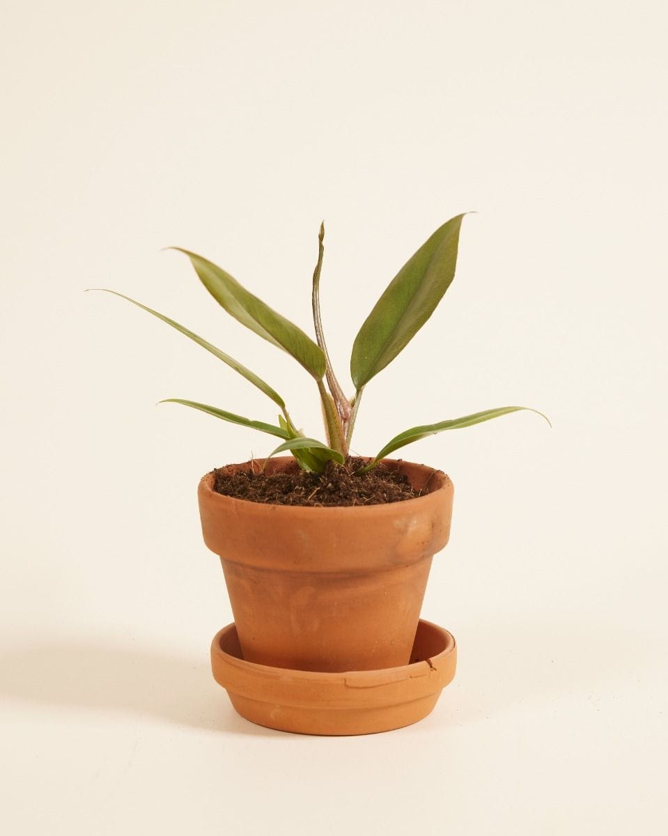 Bebé Philodendron Bipinnatifidum ‘Choco Empress’