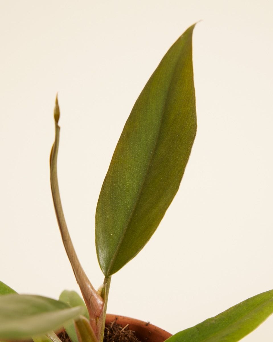 Bebé Philodendron Bipinnatifidum ‘Choco Empress’