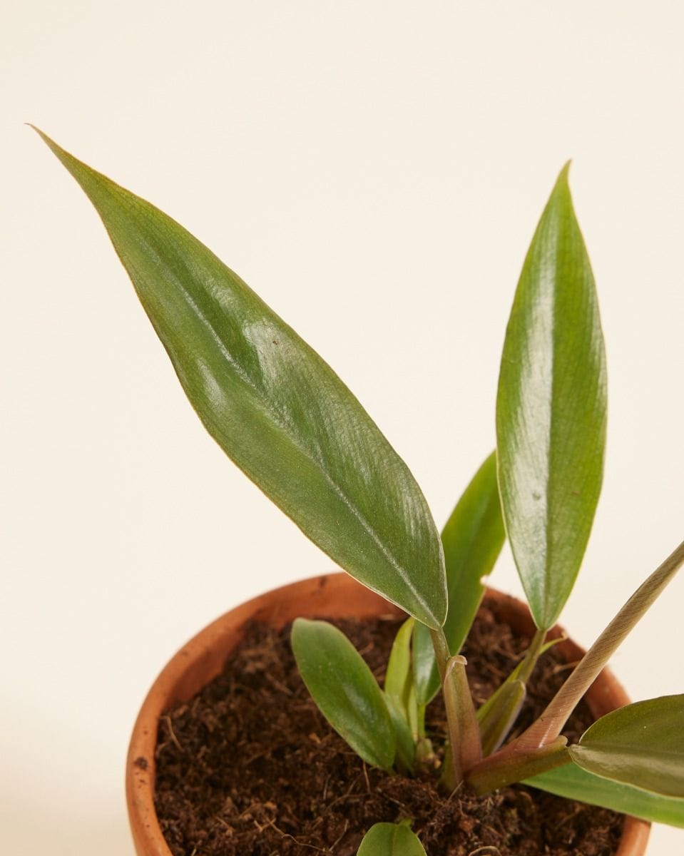 Bebé Philodendron Bipinnatifidum ‘Choco Empress’