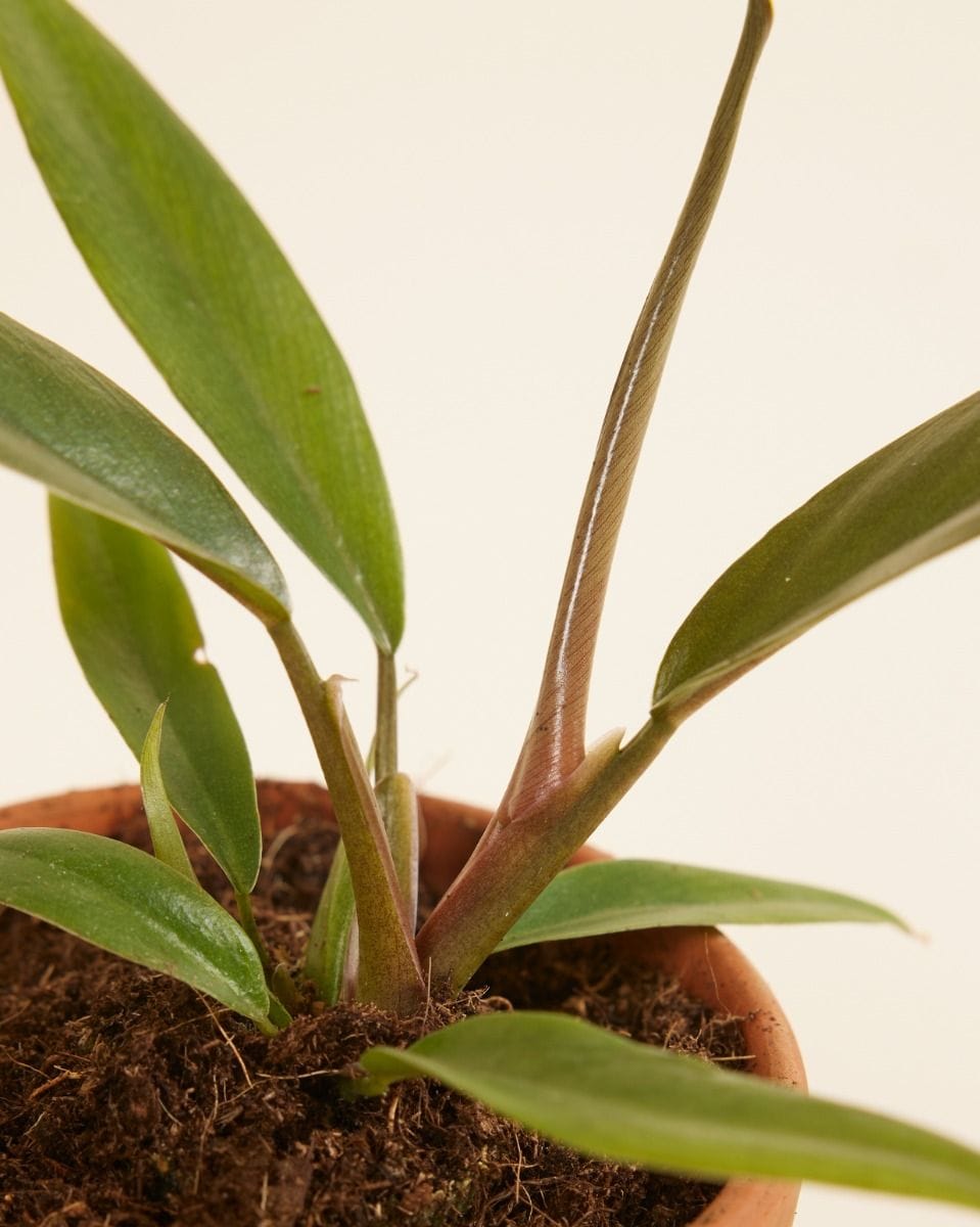 Bebé Philodendron Bipinnatifidum ‘Choco Empress’