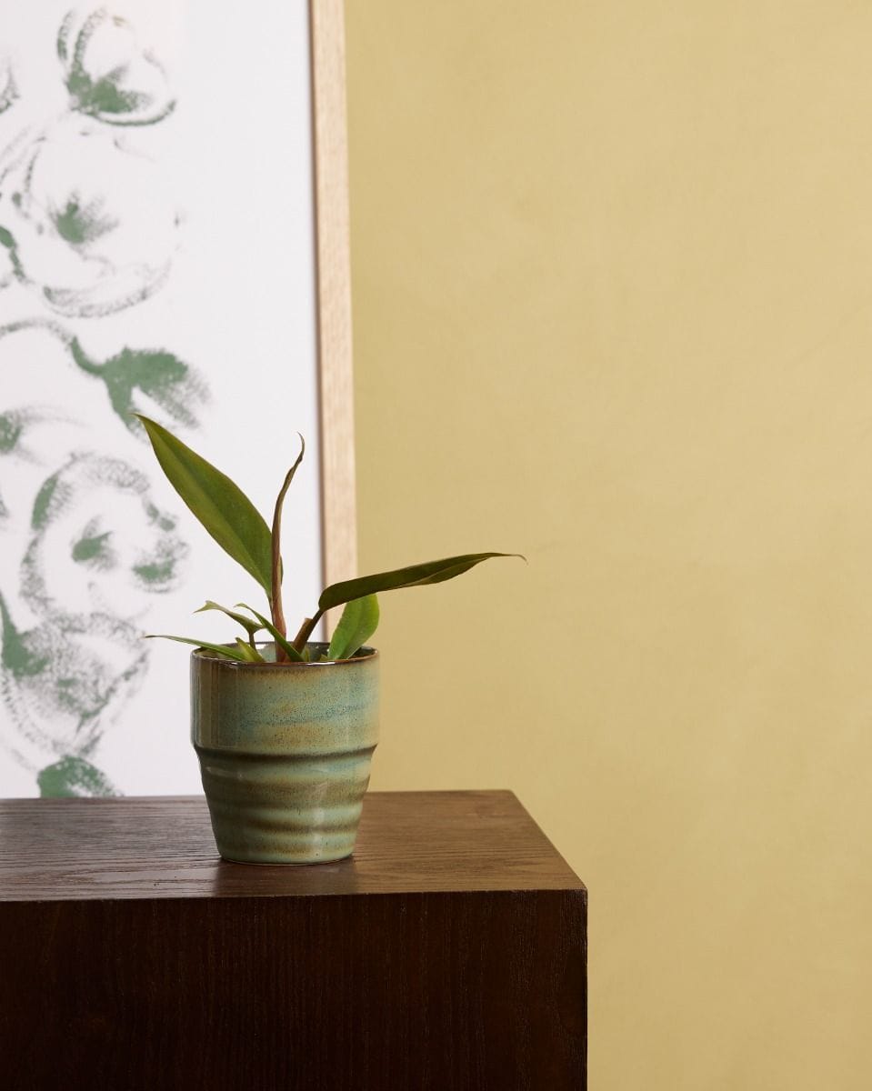 Bebé Philodendron Bipinnatifidum ‘Choco Empress’