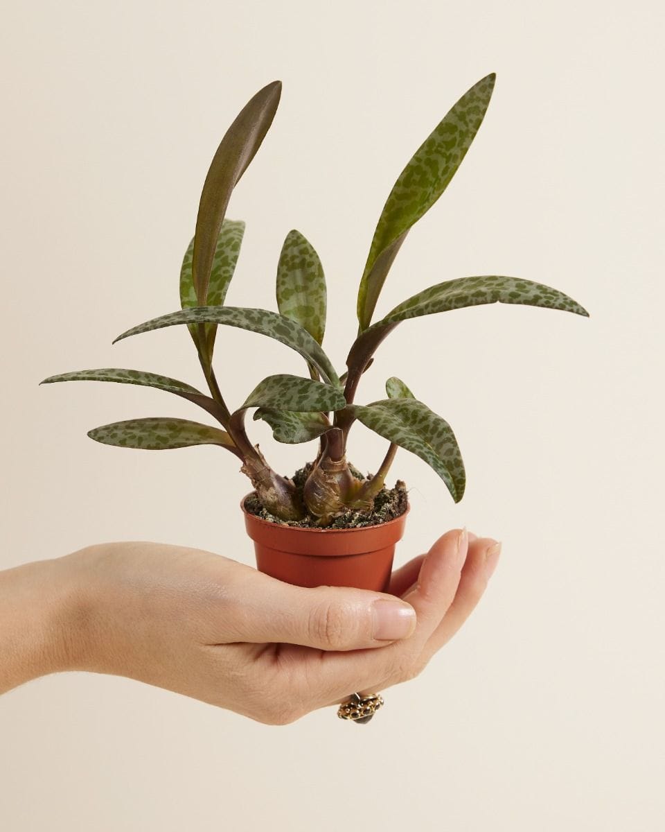 Bebé Ledebouria Silver Squil Socialis