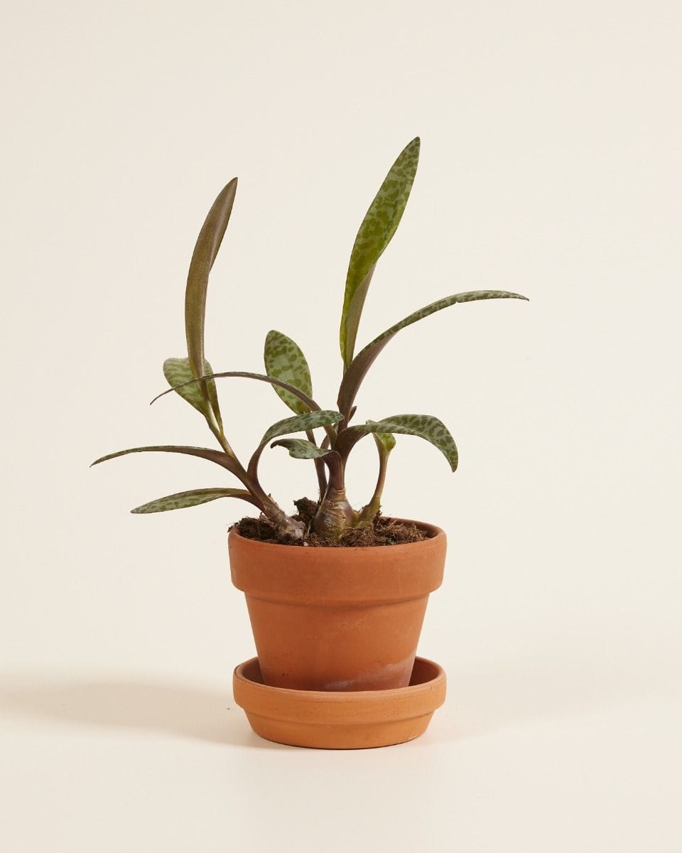 Bebé Ledebouria Silver Squil Socialis