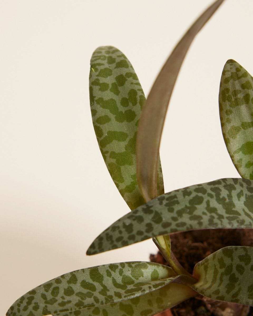 Bebé Ledebouria Silver Squil Socialis