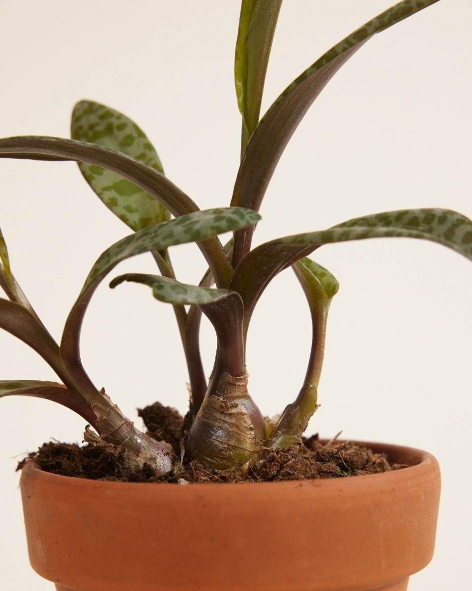 Bebé Ledebouria Silver Squil Socialis