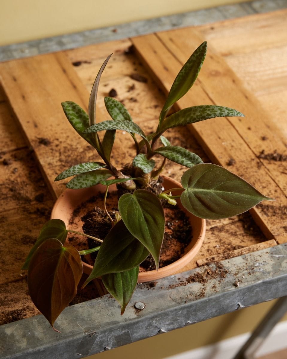Bebé Ledebouria Silver Squil Socialis