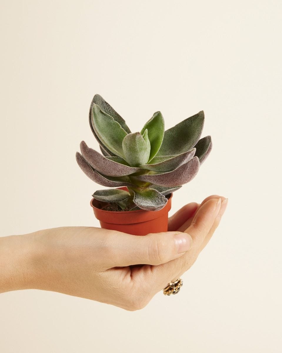Bebé Crassula Garnet Lotus