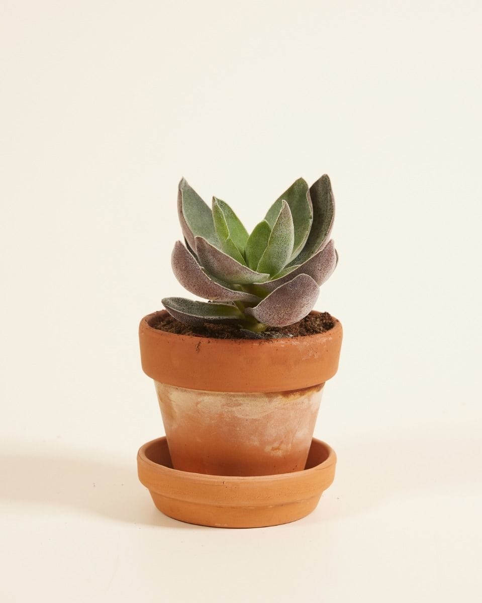 Bebé Crassula Garnet Lotus